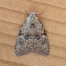 Attēlu rezultāti vaicājumam “Nolidae”