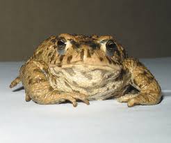 Attēlu rezultāti vaicājumam “Pseudepidalea viridis”