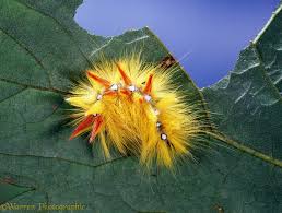 Attēlu rezultāti vaicājumam “Acronicta aceris”