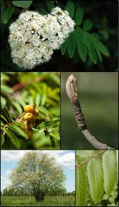 Attēlu rezultāti vaicājumam “Sorbus aucuparia flower”