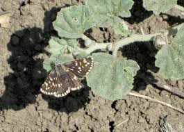 Attēlu rezultāti vaicājumam “Pyrgus serratulae upperside”