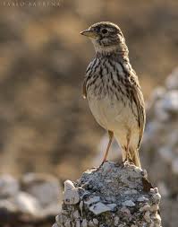 Image result for Calandrella rufescens