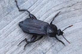 Attēlu rezultāti vaicājumam “Necrodes littoralis”