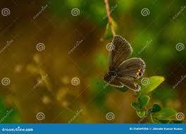 Attēlu rezultāti vaicājumam “Everes argiades underside”