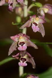 Attēlu rezultāti vaicājumam “Epipactis helleborine”
