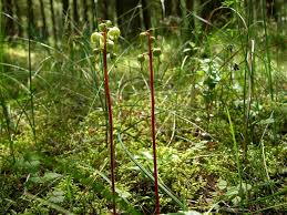 Attēlu rezultāti vaicājumam “Pyrola chlorantha”
