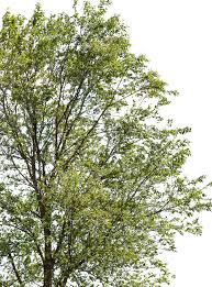 Attēlu rezultāti vaicājumam “Ulmus minor”