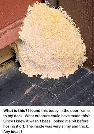 Attēlu rezultāti vaicājumam “Lycogala irregulare young”