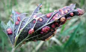 Attēlu rezultāti vaicājumam “Puccinia urticata”