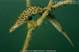 Attēlu rezultāti vaicājumam “Triturus vulgaris”