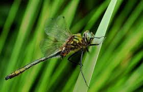 Attēlu rezultāti vaicājumam “Cordulia aenea”