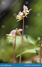 Attēlu rezultāti vaicājumam “Epipogium aphyllum”