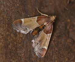 Attēlu rezultāti vaicājumam “Pyralis farinalis”