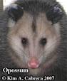 Animal Tracks - Opossum (Didelphis virginiana)