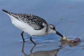 Attēlu rezultāti vaicājumam “Calidris alba”