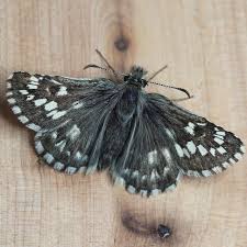 Attēlu rezultāti vaicājumam “Grypocoris sexguttatus imago”