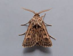 Attēlu rezultāti vaicājumam “Tholera decimalis”