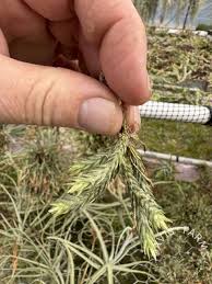 Attēlu rezultāti vaicājumam “Trichia alpina sessile”