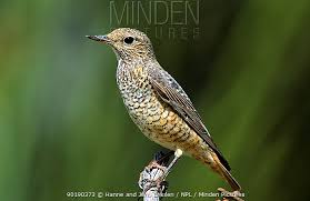 Image result for Monticola saxatilis