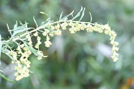 Attēlu rezultāti vaicājumam “Artemisia vulgaris flower”