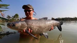 Image result for Mylopharyngodon piceus