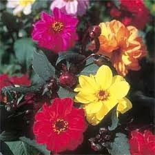 Image result for Dahlia `Red Skin`