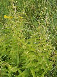 Attēlu rezultāti vaicājumam “Vincetoxicum hirundinaria leaf”