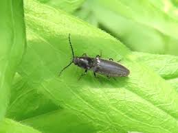 Attēlu rezultāti vaicājumam “Hemicrepidius sp.”