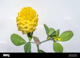 Attēlu rezultāti vaicājumam “Trifolium aureum flower”