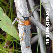 Attēlu rezultāti vaicājumam “Oberea oculata”