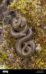 Attēlu rezultāti vaicājumam “Coronella austriaca adult”