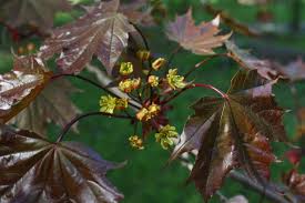 Attēlu rezultāti vaicājumam “Acer platanoides fo. schwedleri”