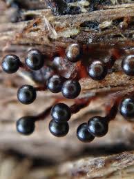 Attēlu rezultāti vaicājumam “Metatrichia floriformis macro”