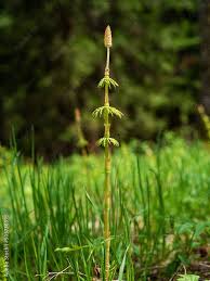 Attēlu rezultāti vaicājumam “Equisetum sylvaticum”