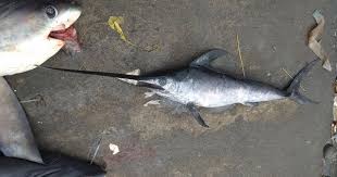 Image result for Xiphias gladius