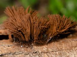 Attēlu rezultāti vaicājumam “Stemonitis axifera stalked”