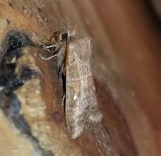 Attēlu rezultāti vaicājumam “Eupsilia transversa”