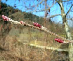 Attēlu rezultāti vaicājumam “Alnus glutinosa bud”