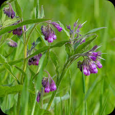 Attēlu rezultāti vaicājumam “Symphytum officinale flower”
