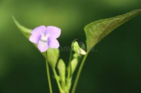 Attēlu rezultāti vaicājumam “Viola canina”