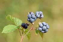 Attēlu rezultāti vaicājumam “Rubus caesius fruit”