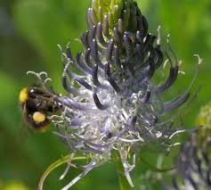 Attēlu rezultāti vaicājumam “Phyteuma spicatum bud”