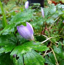 Attēlu rezultāti vaicājumam “Crocus speciosus flower”