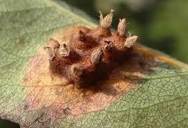 Attēlu rezultāti vaicājumam “Gymnosporangium sabinae”