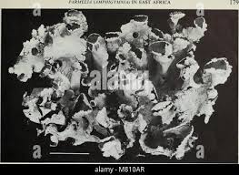 Attēlu rezultāti vaicājumam “Vouauxiomyces santessonii”