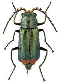 Attēlu rezultāti vaicājumam “Malachius bipustulatus”