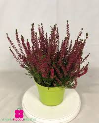 Attēlu rezultāti vaicājumam “Calluna vulgaris fruit”