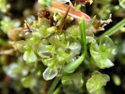 Attēlu rezultāti vaicājumam “Pseudobryum cinclidioides”