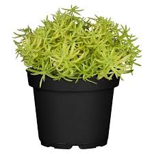 Image result for Mauerpfeffer