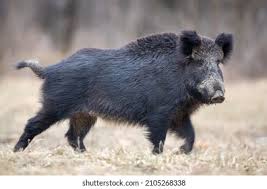 Attēlu rezultāti vaicājumam “Sus scrofa”